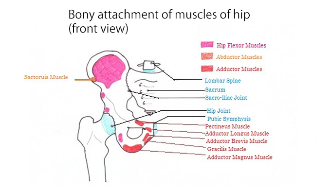 muscle-attachment-to-hip-front-view-2-2 - Healthy By Nature